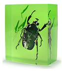 Real chafer beetle decoration